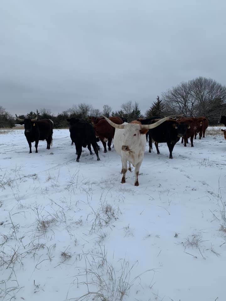 cows snow photo